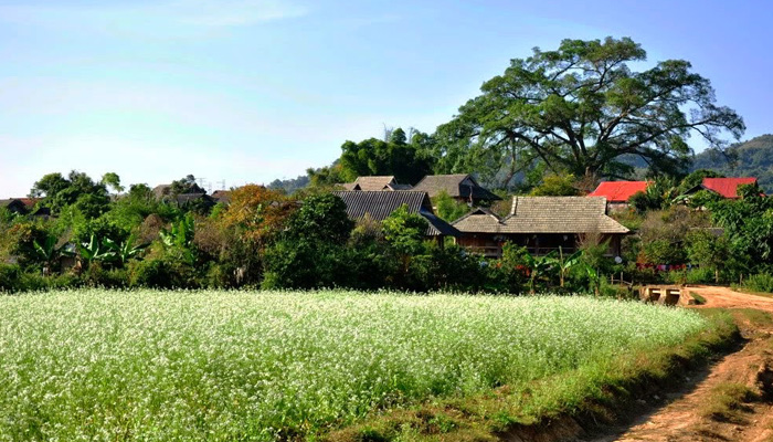 Có nên thuê xe du lịch 9 chỗ đi Mộc Châu?